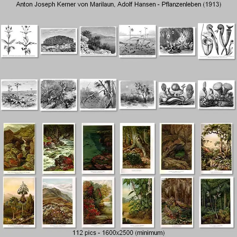 Anton Joseph Kerner von Marilaun, Adolf Hansen - Pflanzenleben (1913)