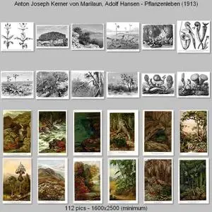  Anton Joseph Kerner von Marilaun, Adolf Hansen - Pflanzenleben (1913)