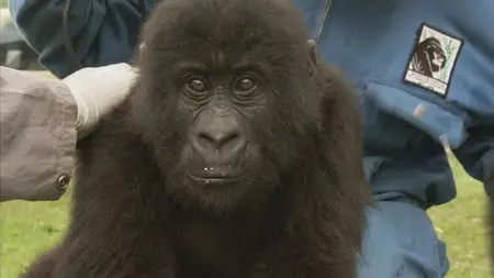 BBC: Mountain Gorilla. Ep3 - Safe in Our Hands / BBC: Горная горилла. Серия 3 - Безопасность в наших руках (2010) [ReUp]