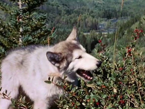 Nikki, Wild Dog of the North (1961)