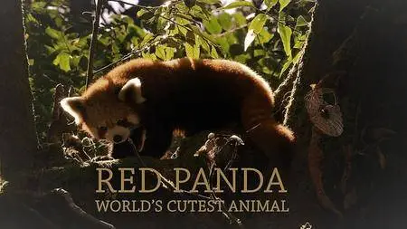 ORF - Red Panda: World's Cutest Animal (2017)