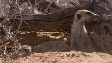 BBC Natural World - Meerkats: Secrets of an Animal Superstar (2013)