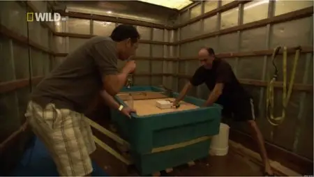 National Geographic Wild - Fish Tank Kings: Card Sharks (2013)