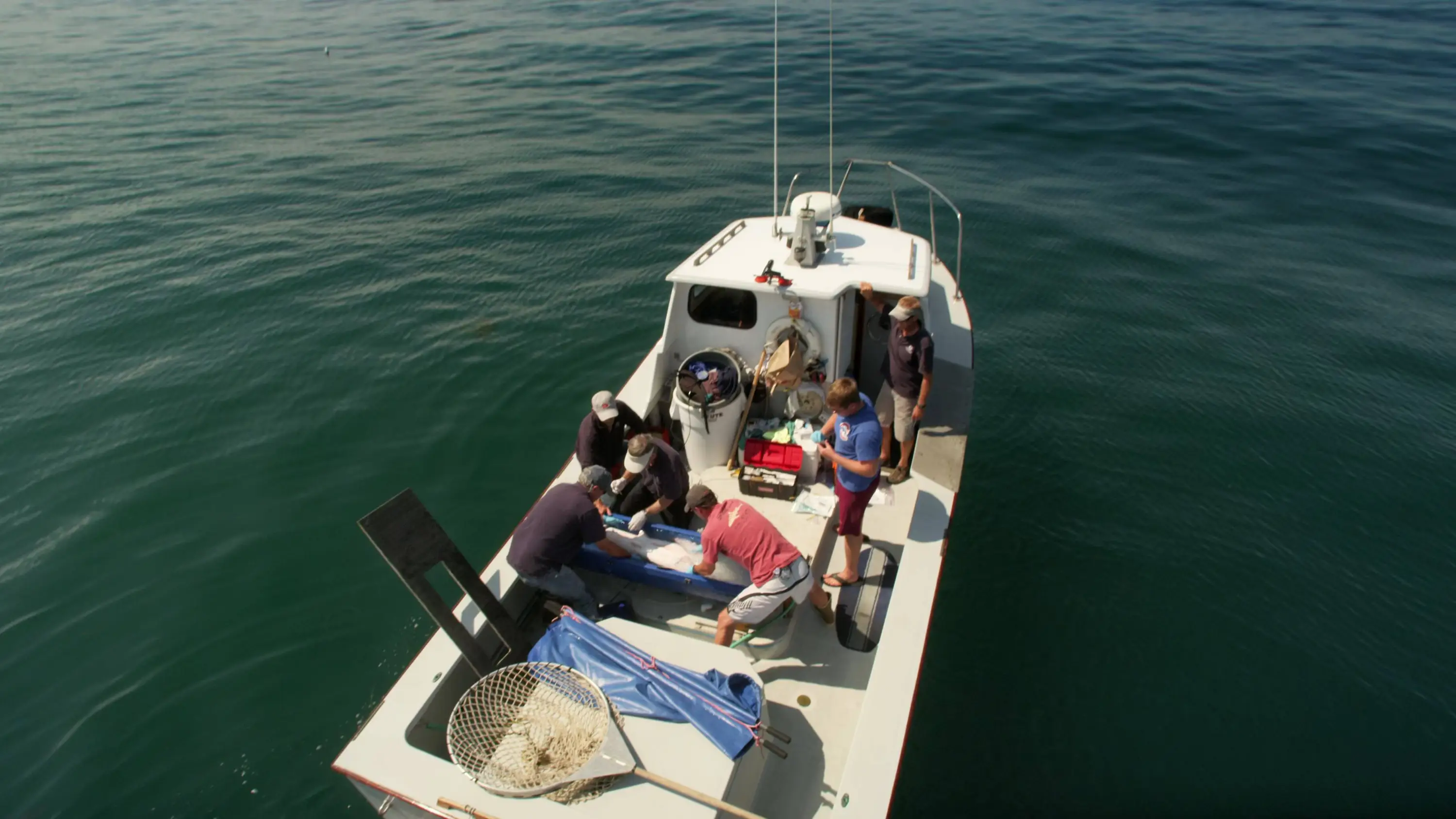 Great White Shark (2013)