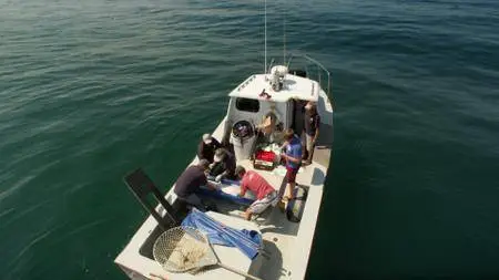 Great White Shark (2013)