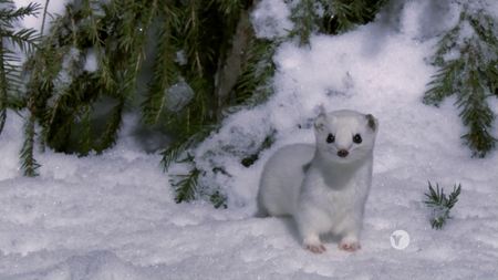 PBS Nature - Snowbound: Animals of Winter (2017)