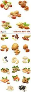 Vectors - Various Nuts Set