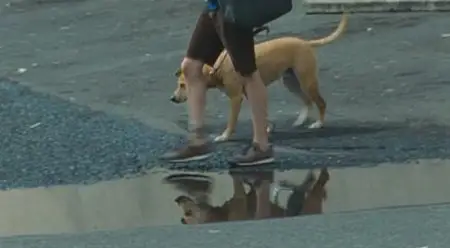 Wendy and Lucy (Kelly Reichardt, 2008)