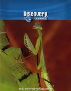 Discovery Channdel - Tiny Perfect Predators: Mantids and Dragonflies
