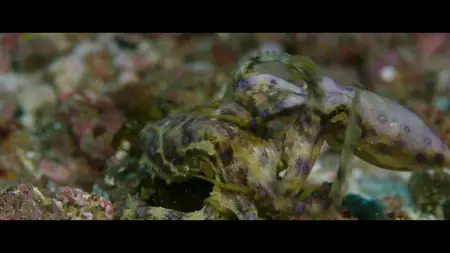 Octopus! S01E02