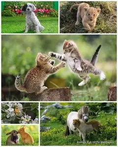 40 Animals Full HDTV Wallpapers