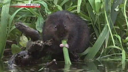 NHK Wildlife - Secrets of the Waterside: The Canals of England (2011)