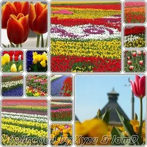 The Flower Collection: Tulip Series 1-7