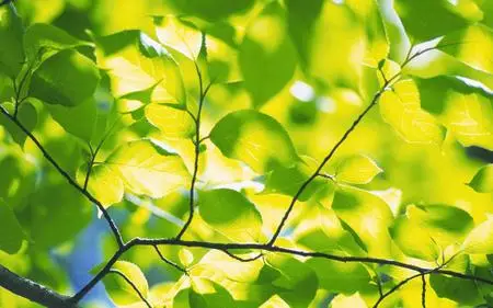 Green Leaves Widescreen Wallpapers