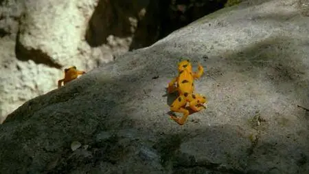 PBS - Nature: Fabulous Frogs (2014)