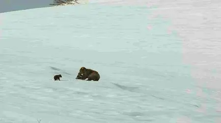 Bears (2014)
