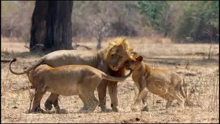 Smithsonian Ch. - Africa's Hunters: Series 3 (2019)