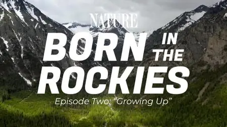 PBS Nature - Born in the Rockies: Growing Up (2021)