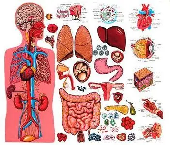 Atlas of Human Anatomy