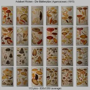 Adalbert Ricken - Die Blätterpilze (Agaricaceae) (1915)