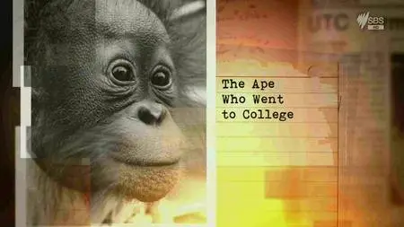 SBS - My Wild Affair: The Ape Who Went To College (2014)