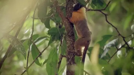 PBS - NATURE: Undercover in the Jungle (2019)