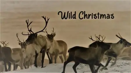 Doclights - Wild Christmas (2020)