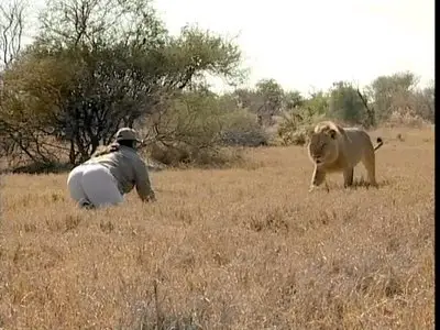 Attack! Pursuit of Africa's Maneaters - Lions (2001) DVDRip