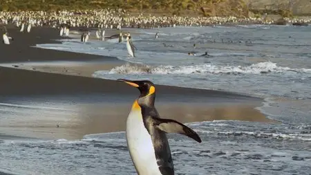 The Penguin King (2012)