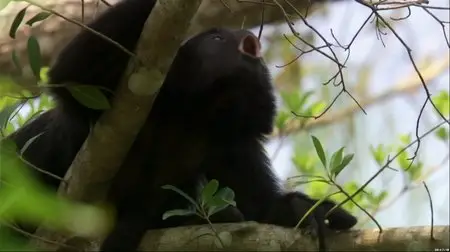 Monkey Planet (2014)