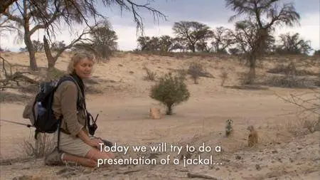 BBC Natural World - Meerkats: Secrets of an Animal Superstar (2013)