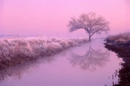 Trees Widescreen Wallpapers