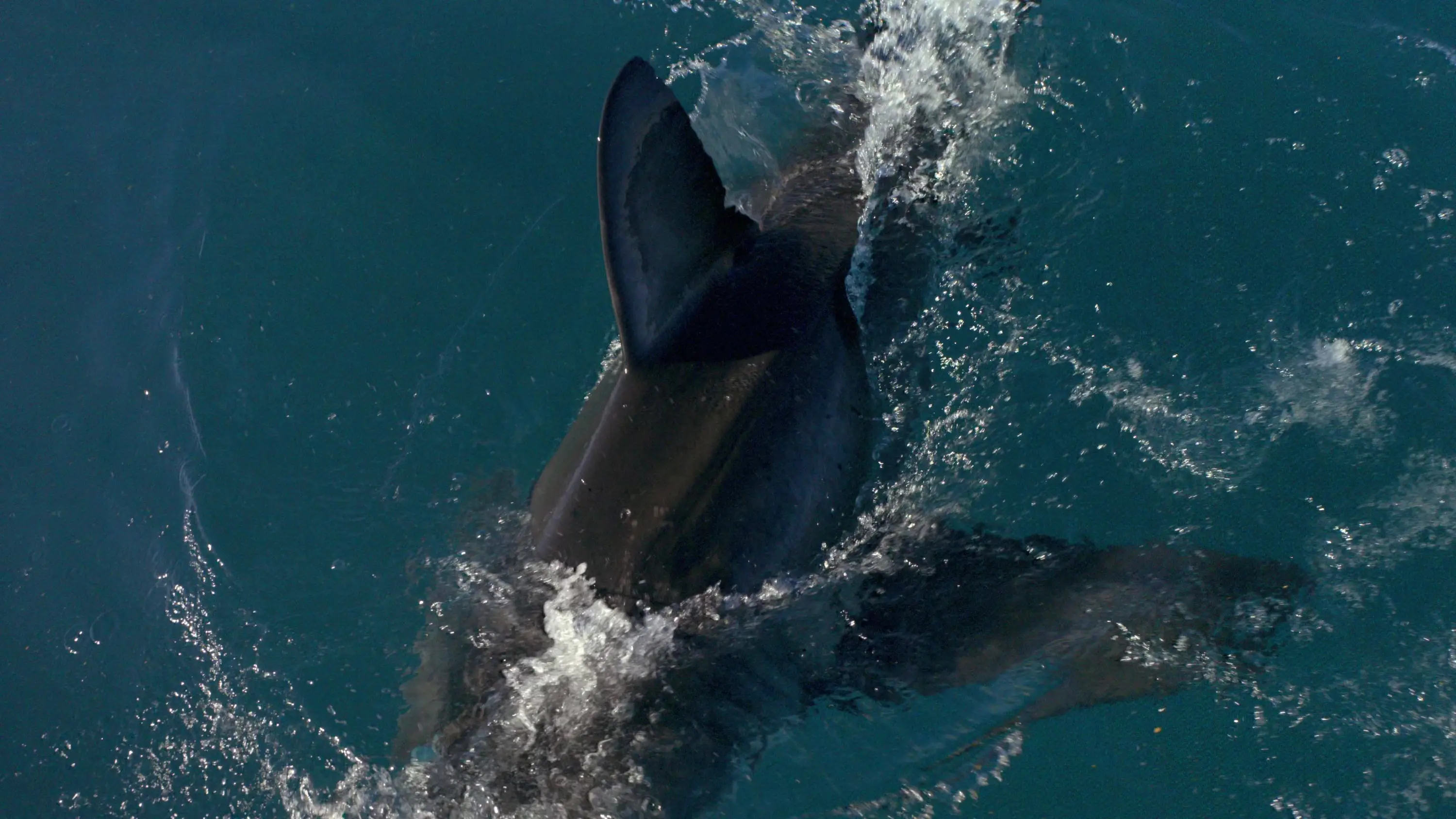 Great White Shark (2013)