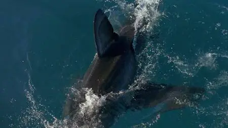 Great White Shark (2013)