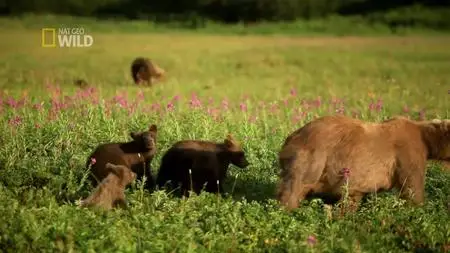 Animals. S01E01