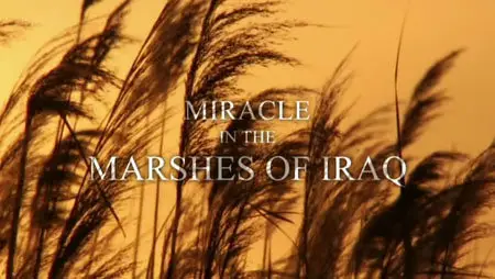 BBC - Natural World: Miracle in the Marshes of Iraq (2011, vol. 9)