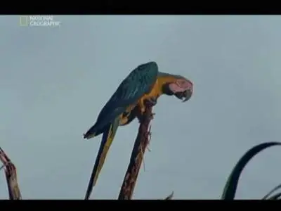 Путешествие в Амазонию