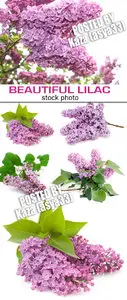 Lilac 3