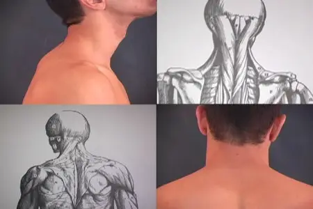 Anatomy for Artists: The Human Form Revealed [repost]