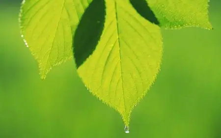 Green Leaves Widescreen Wallpapers