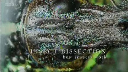 BBC - Insect Dissection: How Insects Work (2013)