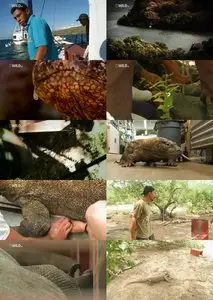 National Geographic - How Big Can it Get: Komodozillas (2011)