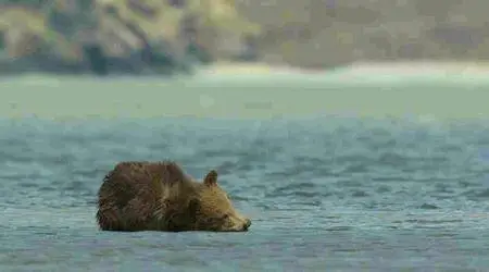 Bears (2014)