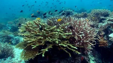 Deep Blue 2-Equator Reefs of Riches