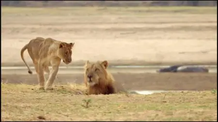 Smithsonian Ch. - Africa's Hunters: Series 3 (2019)