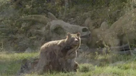 PBS Nature - Born in the Rockies: Growing Up (2021)