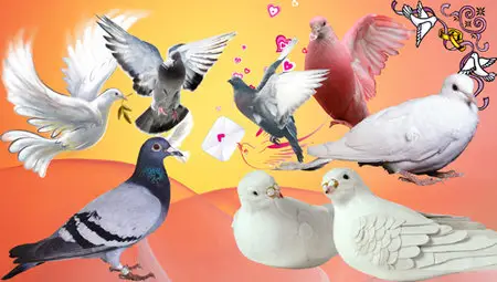 PSD-pigeons