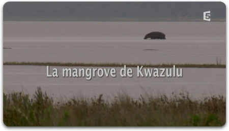 La Mangrove De Kwazulu (2009)