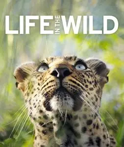 Life In The Wild (repost)