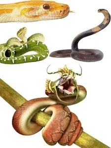 Photostock: snakes - rattlesnakes, boas, cobras, vipers, anacondas, etc.